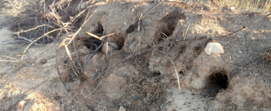 Madrigueras de conejos de monte